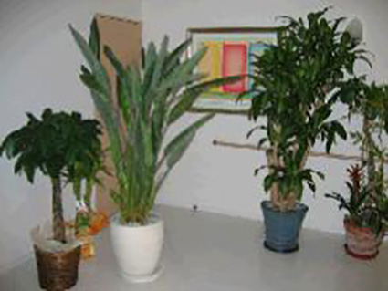 観葉植物